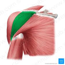 <p>Function: Flexion, Internal rotation of shoulder</p><p>Exercise: Arm raises</p><p>Stretch: Behind back shoulder extension</p>