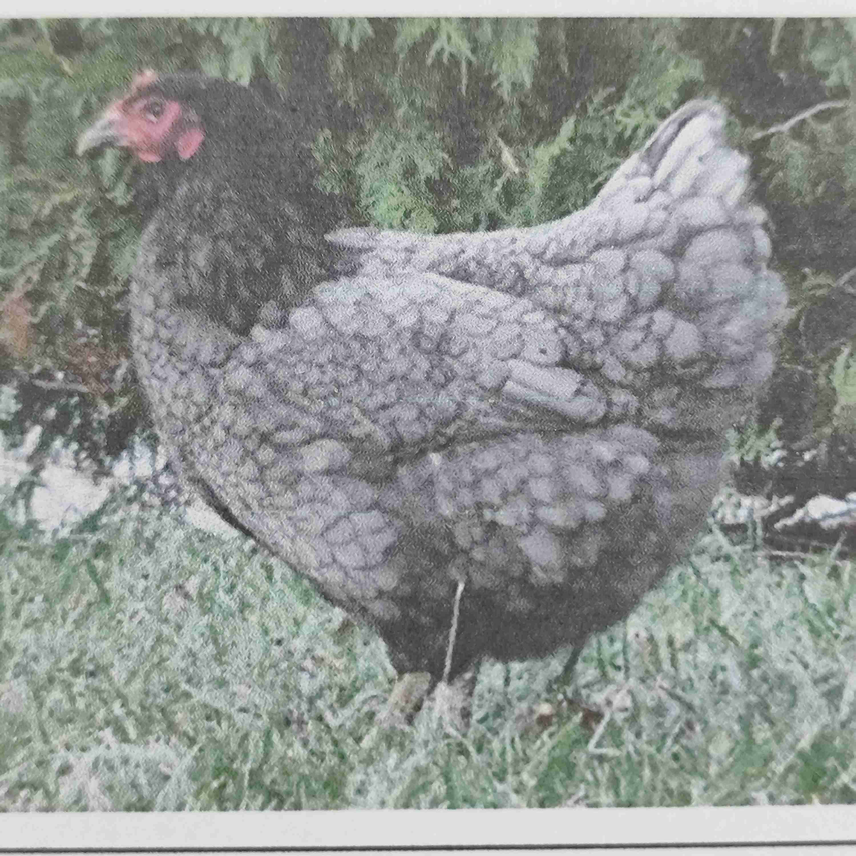 <p>Jersey giant </p>