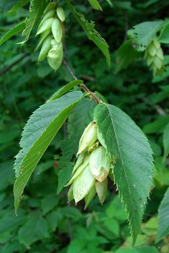 <p>(Ostrya virginiana)</p>