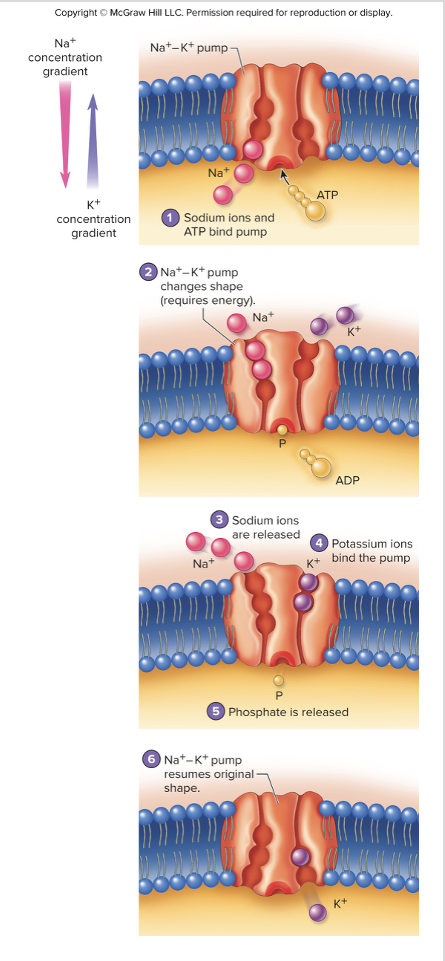 <ul><li><p>type of carrier-mediated transport</p></li><li><p>moves molecules up its concentration gradient </p></li><li><p>requires ATP (energy)</p></li><li><p>sodium-potassium (Na<sup>+</sup>-K<sup>+</sup>) pump</p></li></ul><p></p>