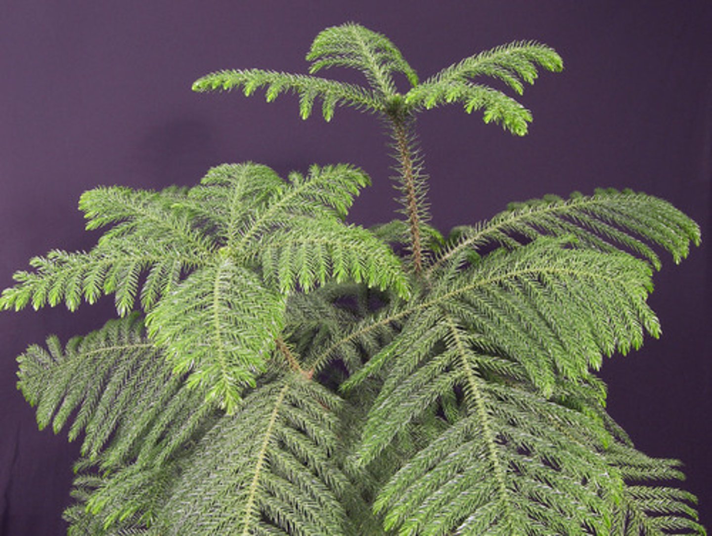 <p>Has needles on stems as well as branches</p><p>Needles are modified leaves</p><p>Tree form</p><p>Can get very tall (50-70 feet)</p>