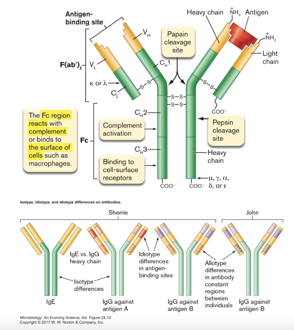 <p><strong>Antibody structure:</strong></p><p>four <strong>polypeptide</strong> chains, 2 ____ & 2 ____, held together by <strong>disulfide</strong> bonds</p><p>each chain has ______ and _____ regions</p><p><span>on a given antibody, all binding domains bind the same _____</span></p>