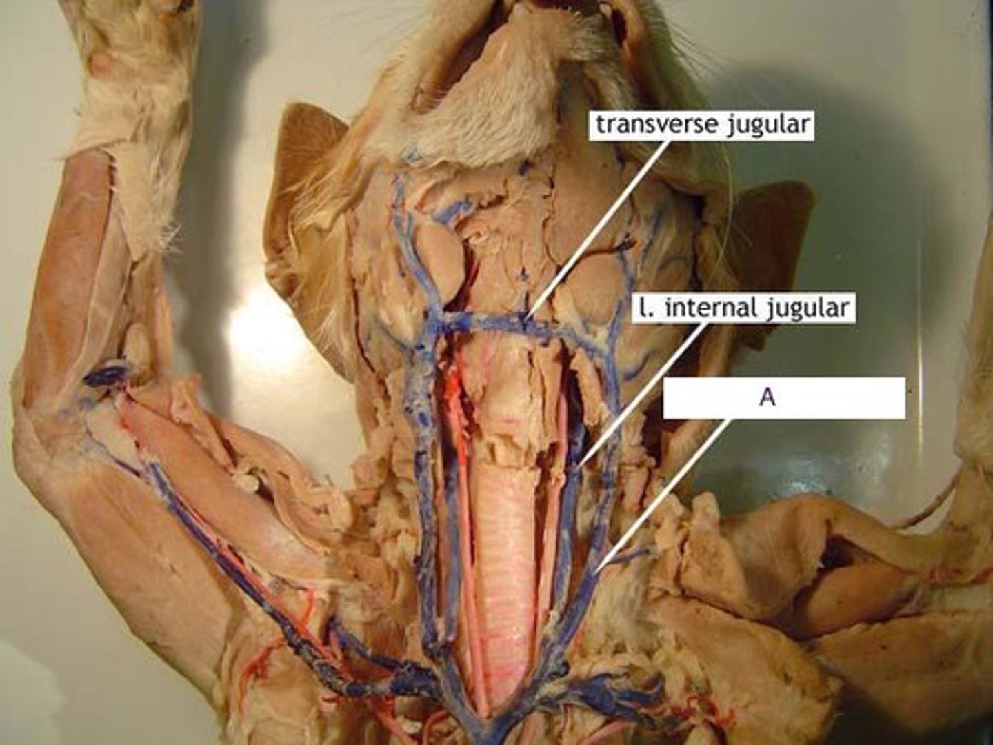 knowt flashcard image