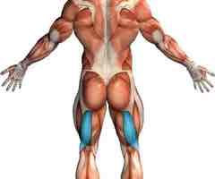 <p>Flexes leg at the knee and extends thigh at the hip; belongs to the hamstring group</p>
