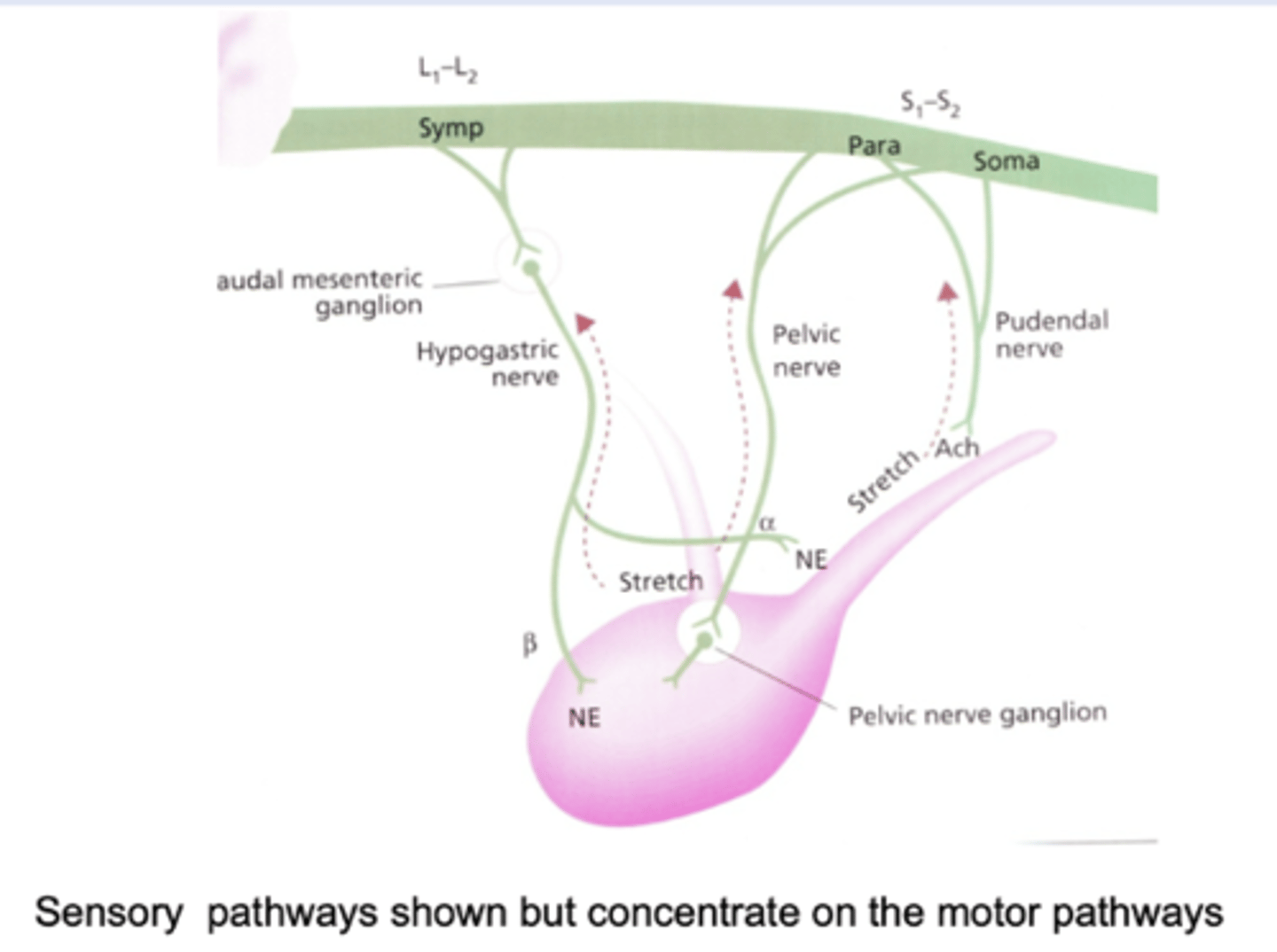 <p>- Hypogastric nerve: sympathetic motor to internal sphincter (contracts) and detrusor (relaxes)</p><p>- Pelvic nerve: parasympathetic motor to detrusor (contracts)</p><p>- Pudendal nerve:somatic motor tonic contraction of external sphincter</p>
