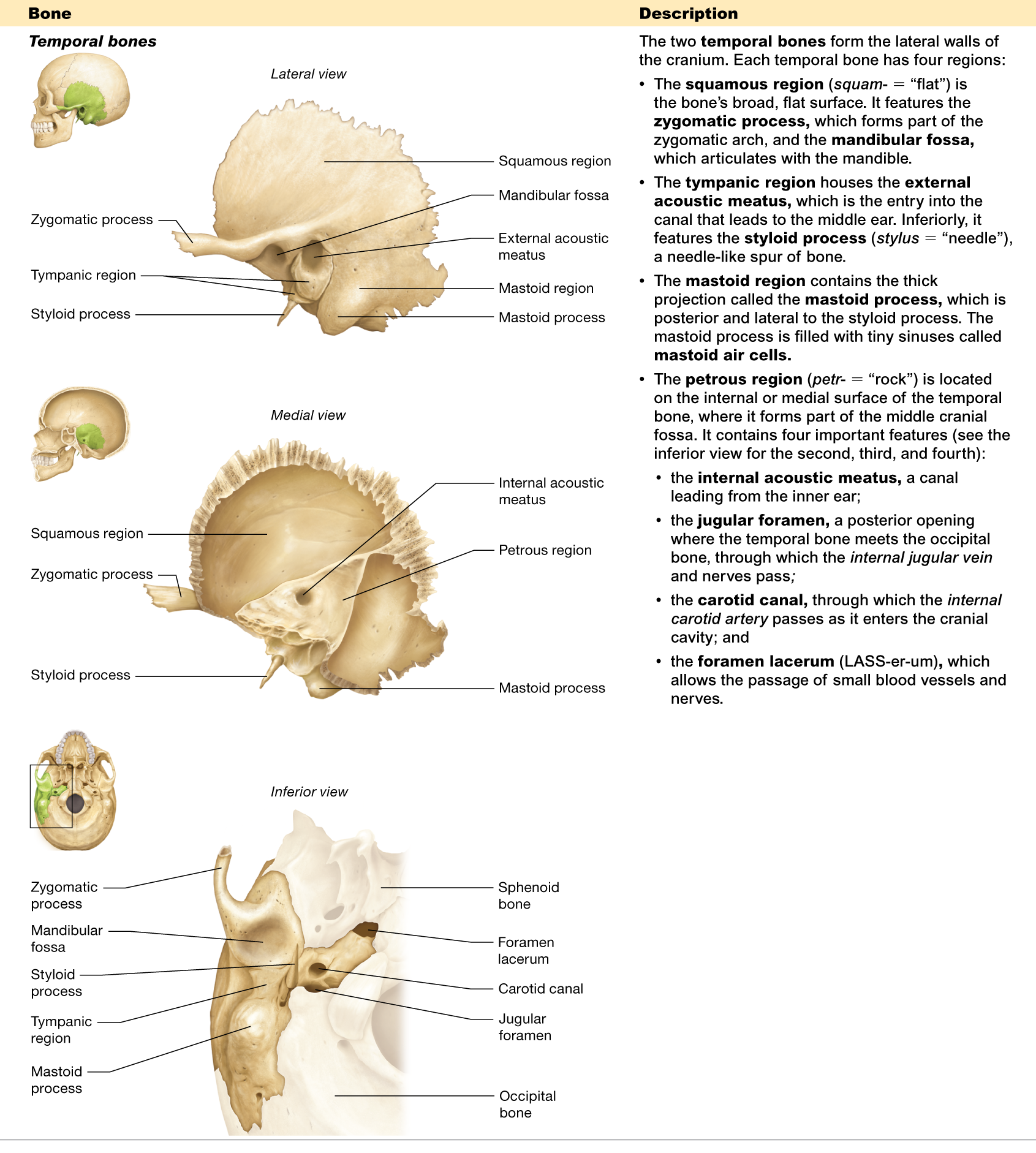 <p> <strong>squamous, tympanic, mastoid</strong>, and <strong>petrous</strong></p>