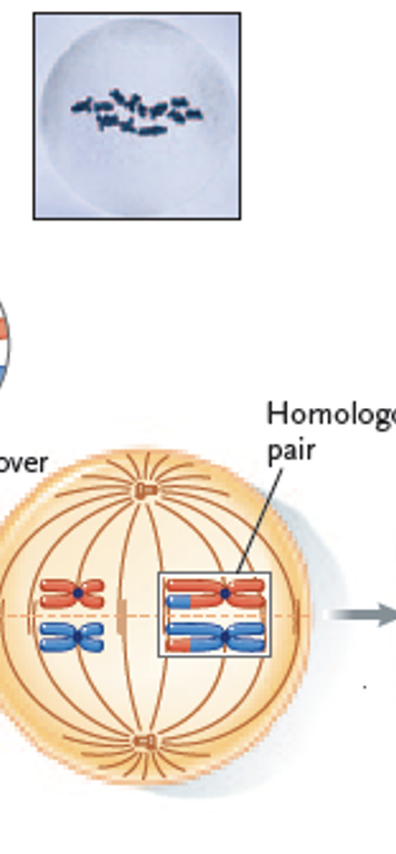 <p>The paired homologous chromosomes align at the equatorial plane. Spindle fibers attach to the centromeres. </p>