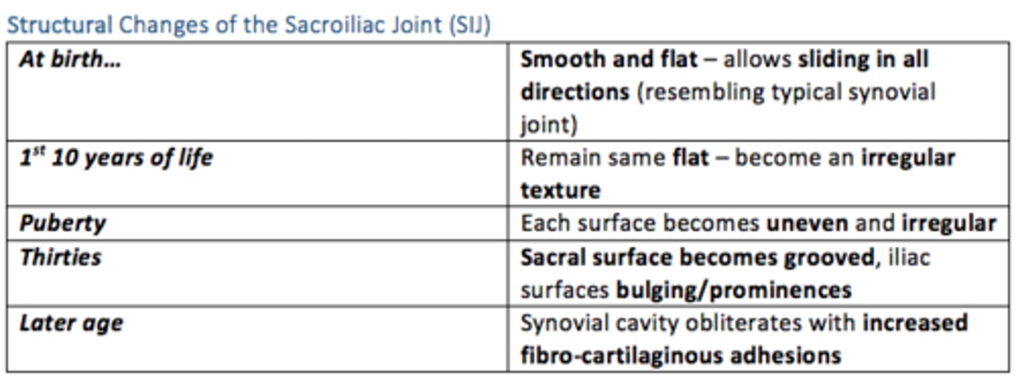 <p>b) It resembles a typical synovial joint in an adult</p>