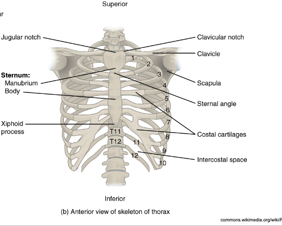 <ul><li><p>12 vertebrae</p></li><li><p>True ribs (T1-T7)</p></li><li><p>False ribs (T8 -T12)</p></li><li><p>Floating ribs (T11-T12)</p><ol><li><p>Clavicular notch</p></li><li><p>Clavicle</p></li><li><p>Scapula</p></li><li><p>Costal cartilages (connect sternum to the ribs)</p></li><li><p>Intercostal space (space between adjacent ribs)</p></li></ol></li></ul><p></p>