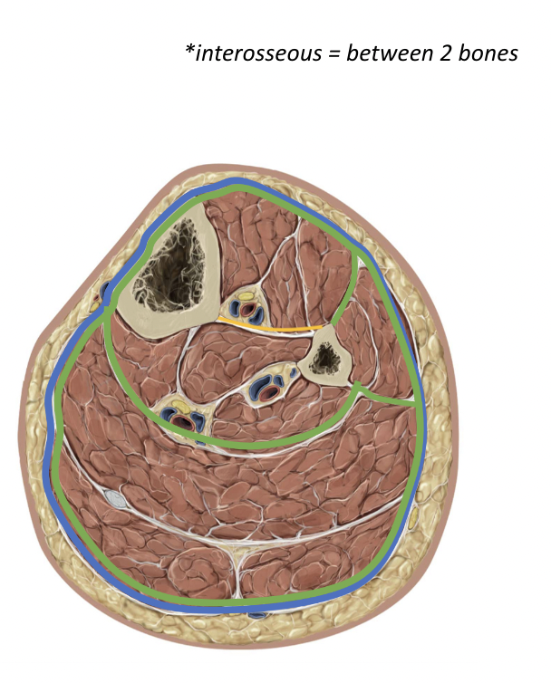 * compartments define groups of muscles within the limbs 
* separated by fibrous sheaths which are difficult to stretch 
* muscles within a compartment typically act synergistically on a joint 
* each compartment is supplied by its own neurovascular bundle 