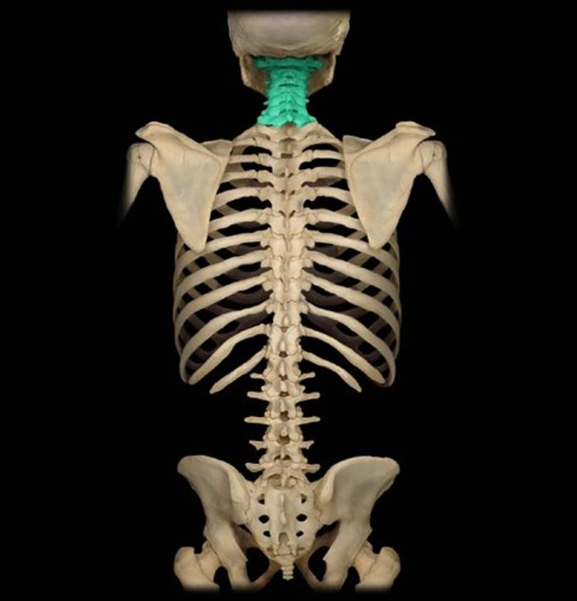 <p>7 vertebrae of the neck</p>