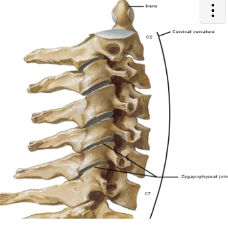 <p>Zygapophysial Joint</p>