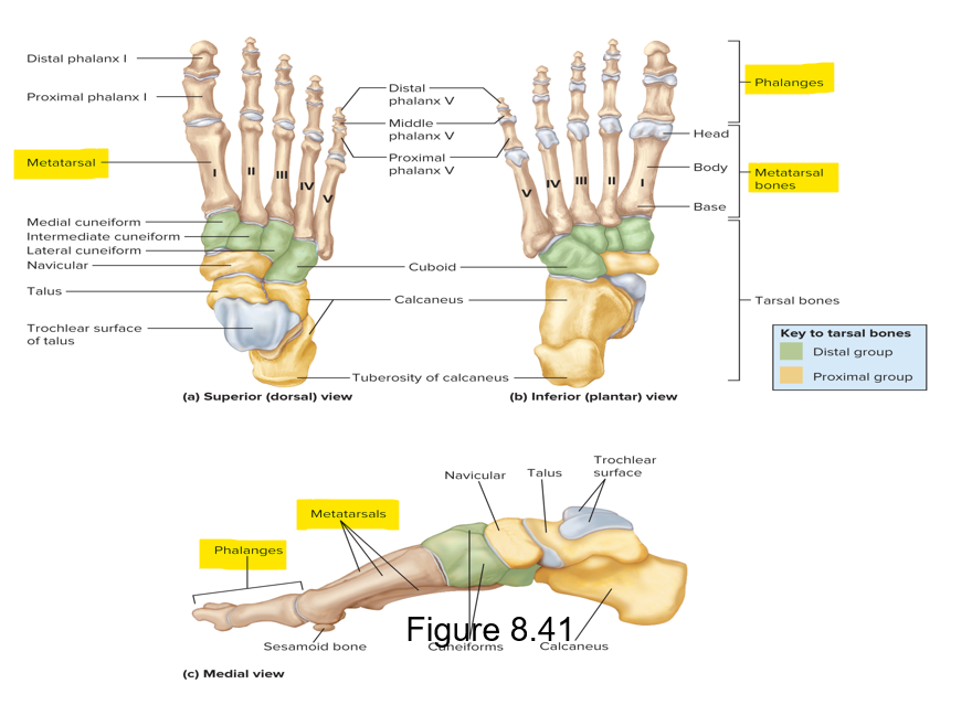 <p>Metatarsals </p><p>Phalanges - digits/toes; 2 in great toes, 3 in all other toes </p>