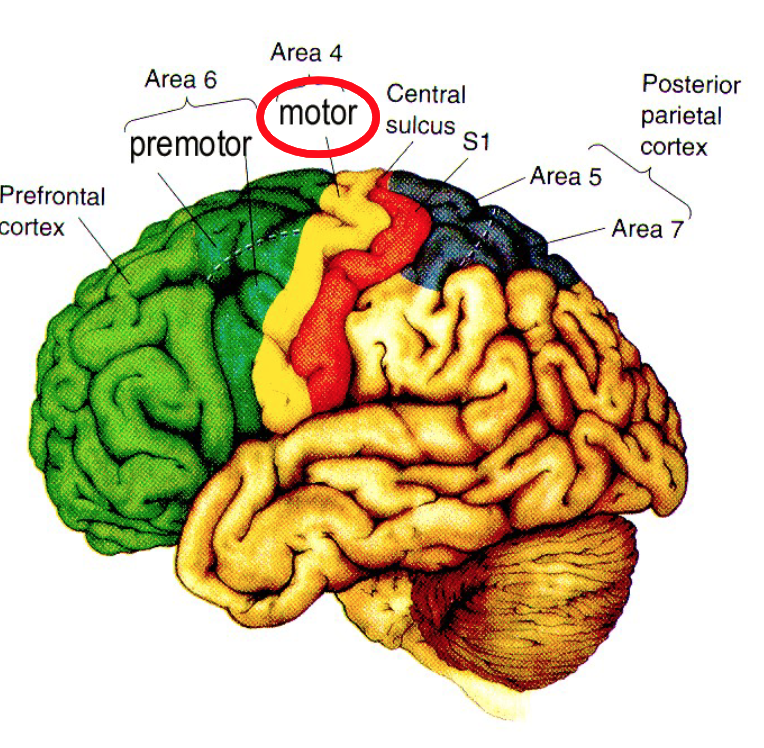 <p>What is somatotopic organization?</p>