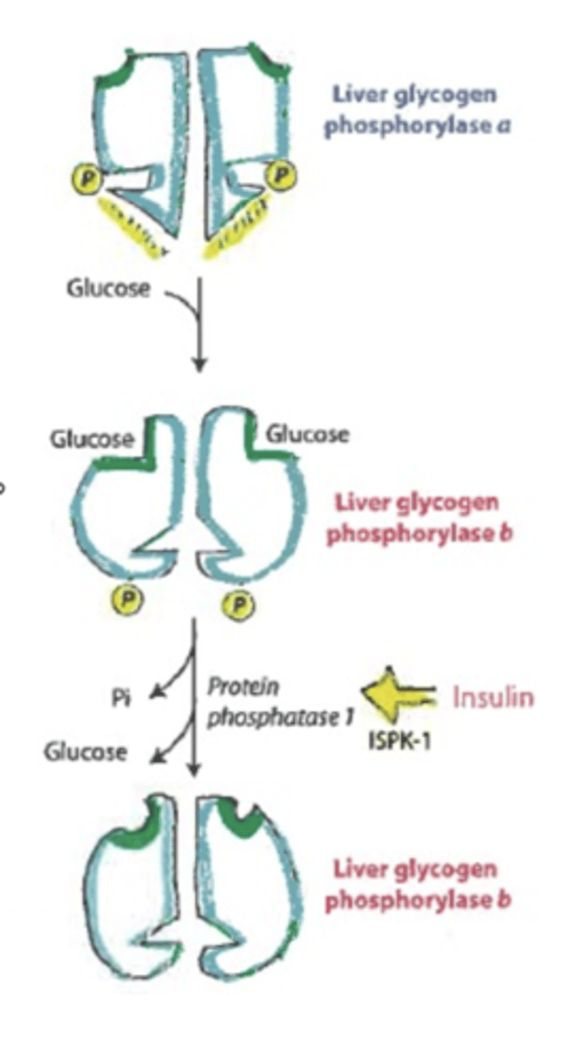 <p>allosteric regulation</p><p>-glucose will inhibit- overrides phosphorylation</p>