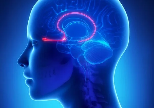 <p>Two projections under the front of the brain that receive info about <strong>smell</strong> from the receptors in nose. </p>