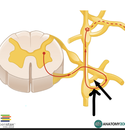 <p>baltosios ir pilkosios jungiamosios šakos</p>