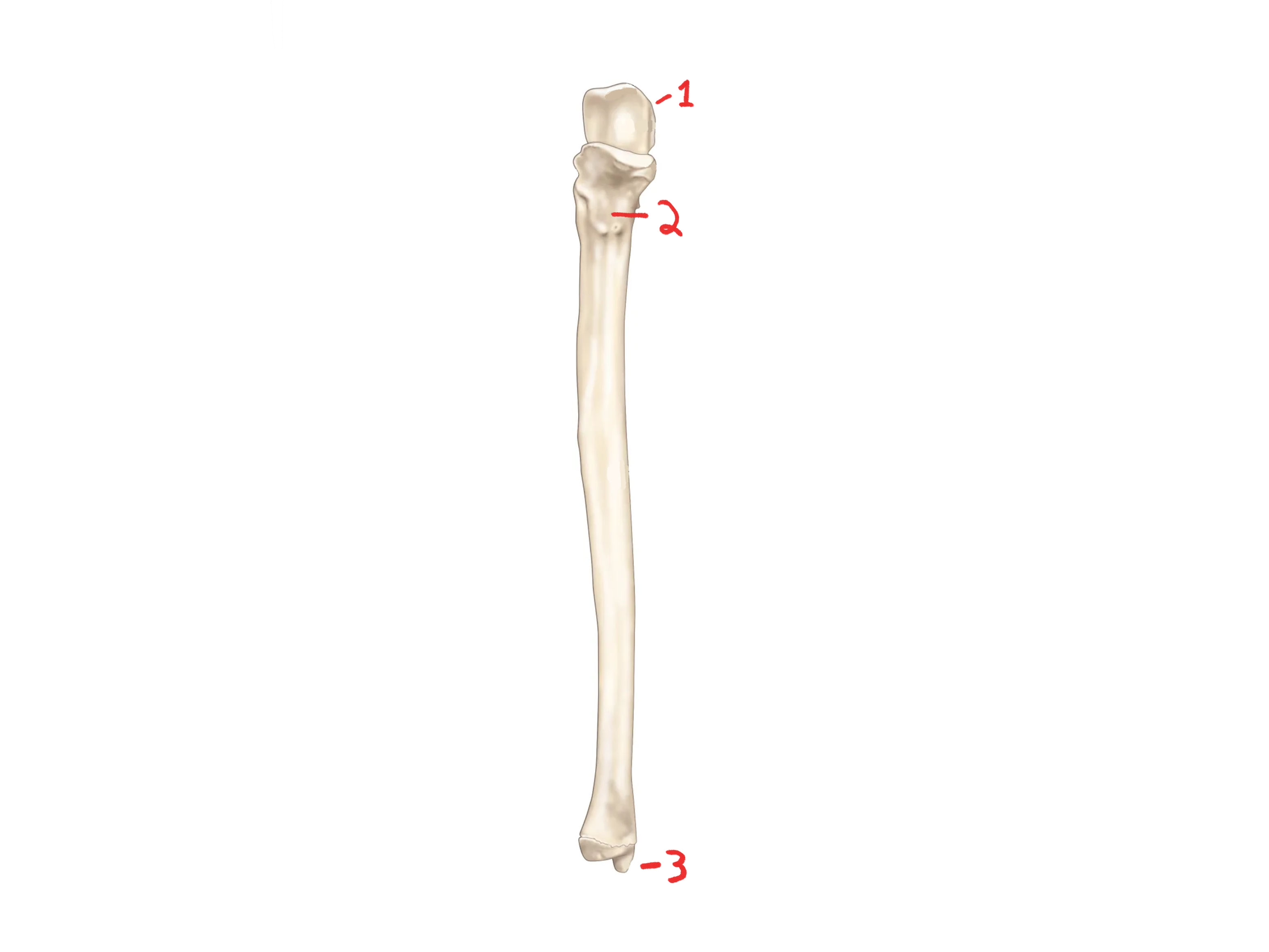 <p>What is this bone?</p>