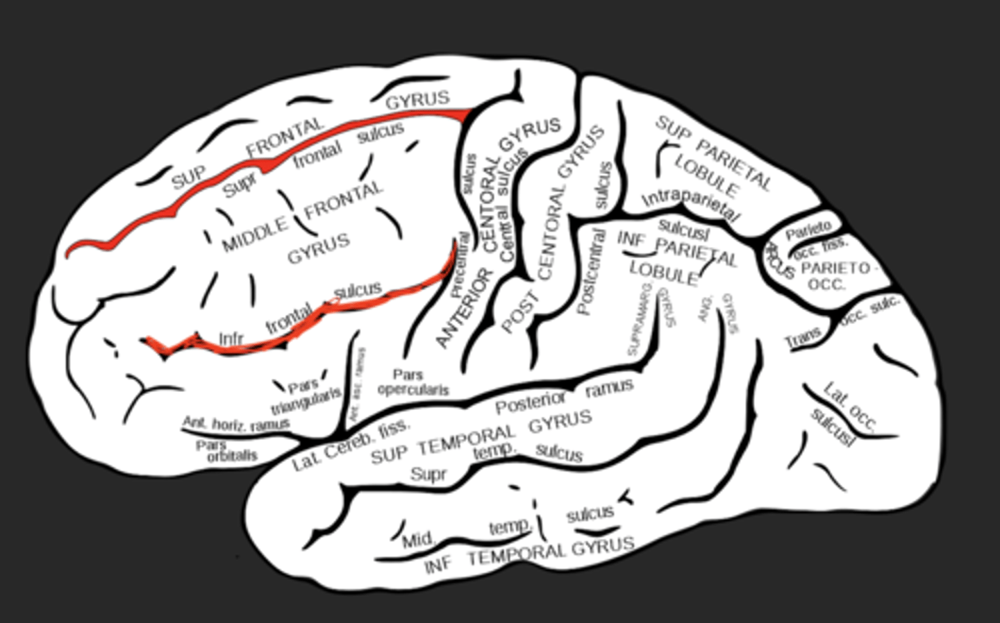 <p>Sulci separating the superior, middle, and inferior frontal gyri</p>