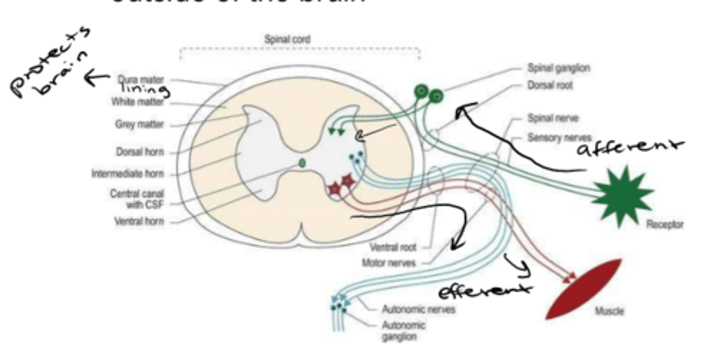 <p>PNS</p>
