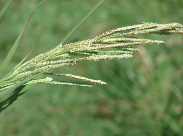 <p>What is the scientific name (genus and specific epithet) of this plant species?</p>