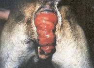 <ul><li><p><span style="color: rgb(136, 136, 136);"><strong>Et: </strong></span>parasites, enteritis, FB, dystocia, <strong>straining</strong>, genetic, sphincter laxity, prostatic dx, perineal hernia, <strong>recent butt sx</strong></p><ul><li><p><strong><u>Incomplete</u>:</strong> only rectal mucosa protrudes</p></li><li><p><strong><u>Complete</u>:</strong> all layers protrude</p></li></ul></li><li><p><span style="color: rgb(136, 136, 136);"><strong>Sig: </strong></span>Manx, younger</p></li><li><p><span style="color: rgb(136, 136, 136);"><strong>Tx: </strong></span><strong>cold saline, lubrication, suga</strong>r, purse-string anus over tube, Sx amp</p></li></ul><img src="https://knowt-user-attachments.s3.amazonaws.com/cfc69d05-3ac7-4a65-b658-a8655e3447ad.png" data-width="50%" data-align="center"><p></p>