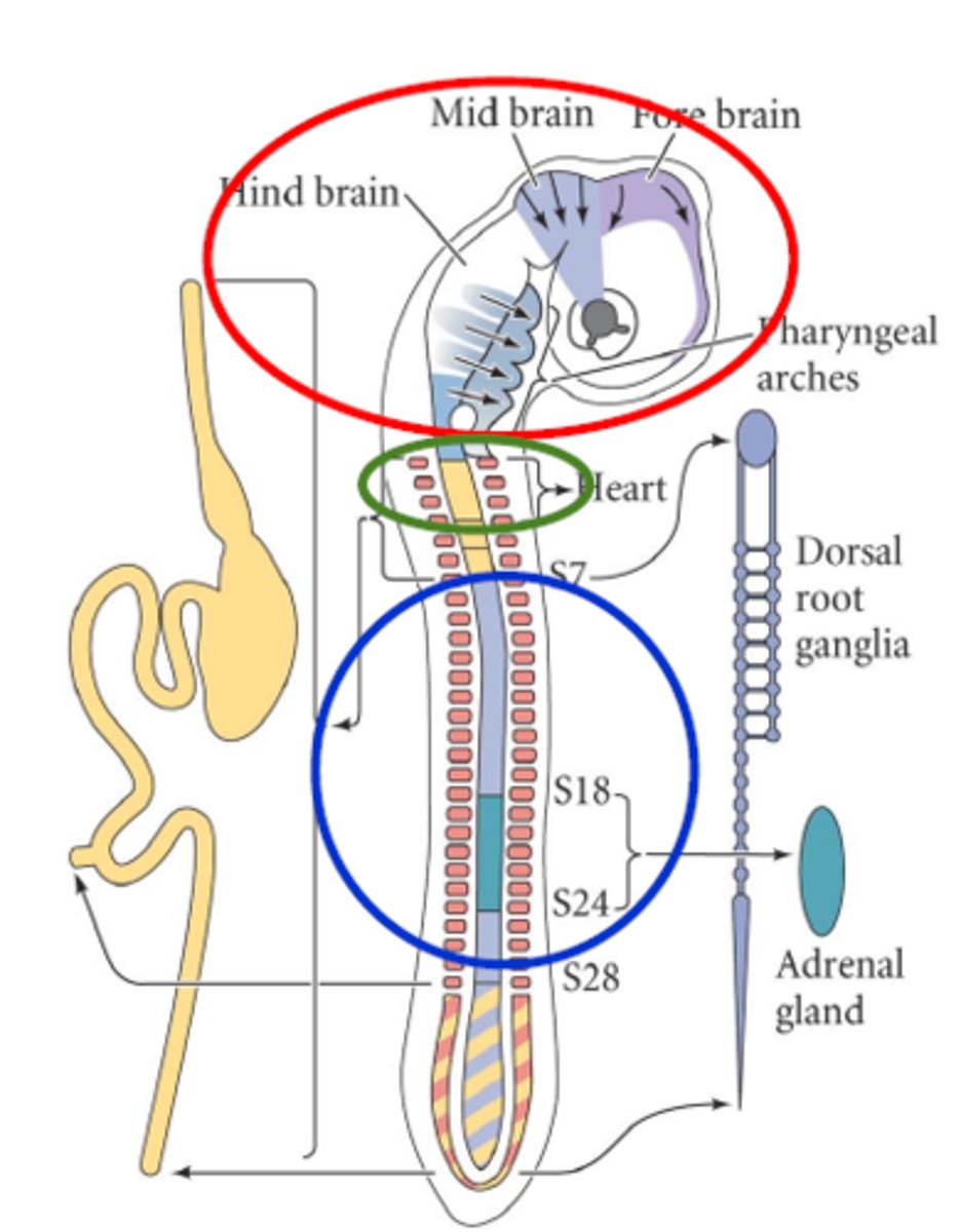 <p>- Cartilage, connective tissue, melanocytes,<br>neurons<br>- Separation of aorta and pulmonary artery<br>- Large arteries muscular-connective tissue wall</p>