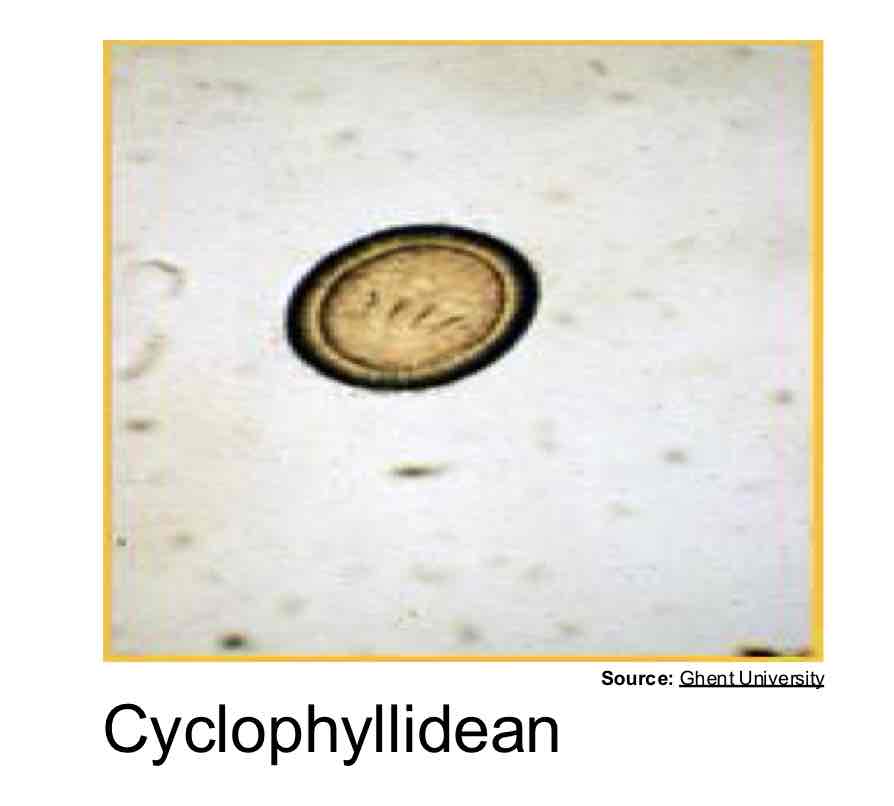 <p>Cyclophyllidean (most common)</p>