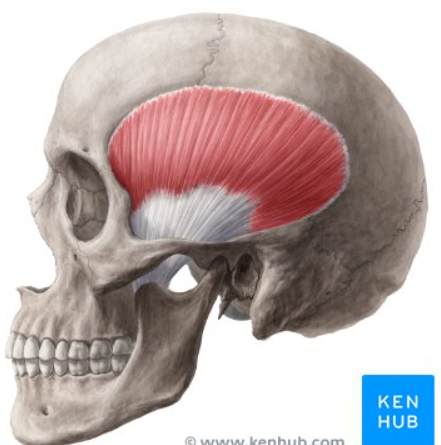 <p>origin: frontal and parietal bone </p><p>Insertion: coronoid process of the mandible </p><p>Function: elevates mandible </p>