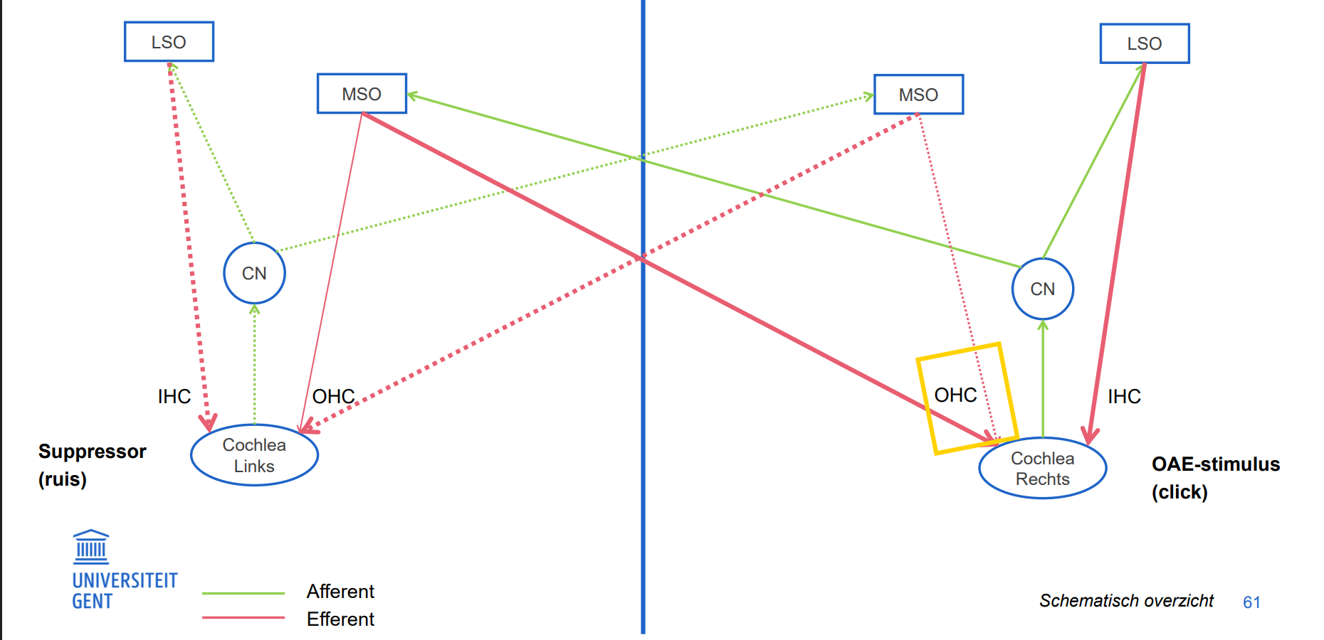 <p><strong>Doel:</strong><br>Reductie van OAE-amplitude door efferente activiteit → regulatie van cochleaire versterking</p><p><strong>Stappen:</strong></p><ol><li><p><strong>Contralateraal signaal</strong> activeert contralaterale cochlea → afferente auditieve zenuwvezels.</p></li><li><p>In het <strong>olivair complex</strong>: neurale connecties tussen afferente en efferente auditieve kernen.</p></li><li><p>Contralaterale activatie van efferente regio’s → transmissie van efferente signalen via <strong>twee sets olivocochleaire bundels</strong> naar de cochlea.</p></li><li><p><strong>Ipsilaterale routes</strong> → efferente innervatie van OHCs in het gestimuleerde oor; <strong>contralaterale routes</strong> → innervatie van OHCs in beide cochlea’s.</p></li><li><p>Stimulatie van ipsilateraal of contralateraal oor reduceert OAE-amplitude = <strong>efferente suppressie</strong>.</p></li><li><p>Suppressie van afferente respons door <strong>verandering in micromechanische eigenschappen van OHCs</strong> via MOC-systeem (Medial Olivocochlear system).</p></li><li><p><strong>Mediale efferenten</strong> induceren hyperpolarisatie → contractie van OHCs vermindert.</p></li><li><p>Resultaat: minder versterking door OHC-activiteit.</p></li></ol><p></p>