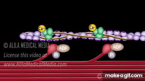 <ul><li><p>Myosin filaments have many short projections extending out from the filament</p></li><li><p>These projections can bind to sites on actin filaments, forming<strong> cross-bridges</strong></p></li><li><p>Cross-bridges, once formed, change shape pulling the actin past the myosin</p></li><li><p>Cross bridges use energy of ATP to change shape and pull the actin - converting chemical energy to mechanical energy&nbsp;</p></li></ul><p></p>