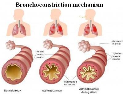 <p>Autonomic nervous system controls ____________ of tubes </p><ul><li><p><span style="color: red">bronchodilation </span></p></li><li><p><span style="color: red">bronchoconstriction</span></p></li></ul>