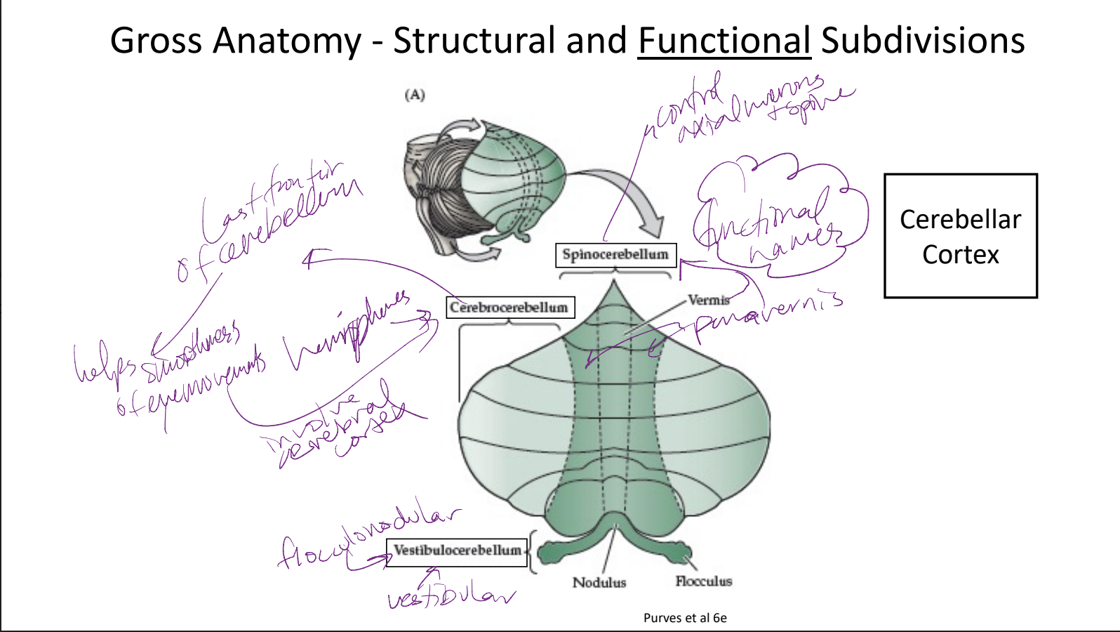 spinocerebellum, cerebrocerebellum, vestibulocerebellum