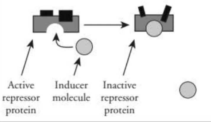 <p>The repressor protein changes shape so it can not bind to the operator</p>