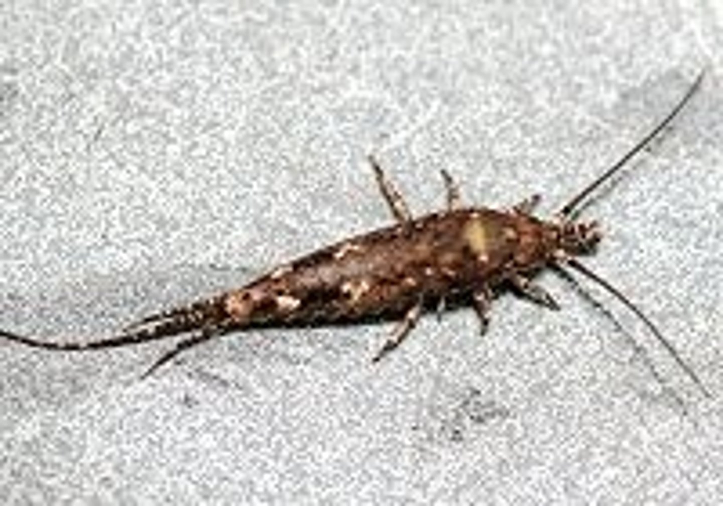 <p>Jumping bristletails</p>
