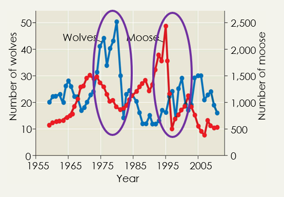 <p>Population cycle can either follow in a predictable manner, like the lynx &amp; hare or an unpredictable boom &amp; bust like the moose &amp; wolves </p><p></p>