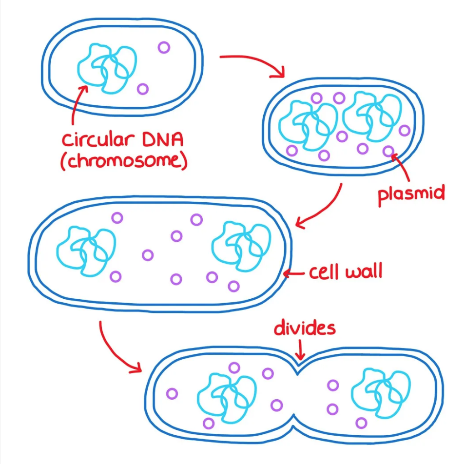 
1. Circular DNA and plasmids replicate 
2. Cell gets bigger and the circular DNA strands move to opposite poles of the cell
3. Cytoplasm begins to divide and new cell walls begin to form
4. Cytoplasm divides and two new identical daughter cells are produced 