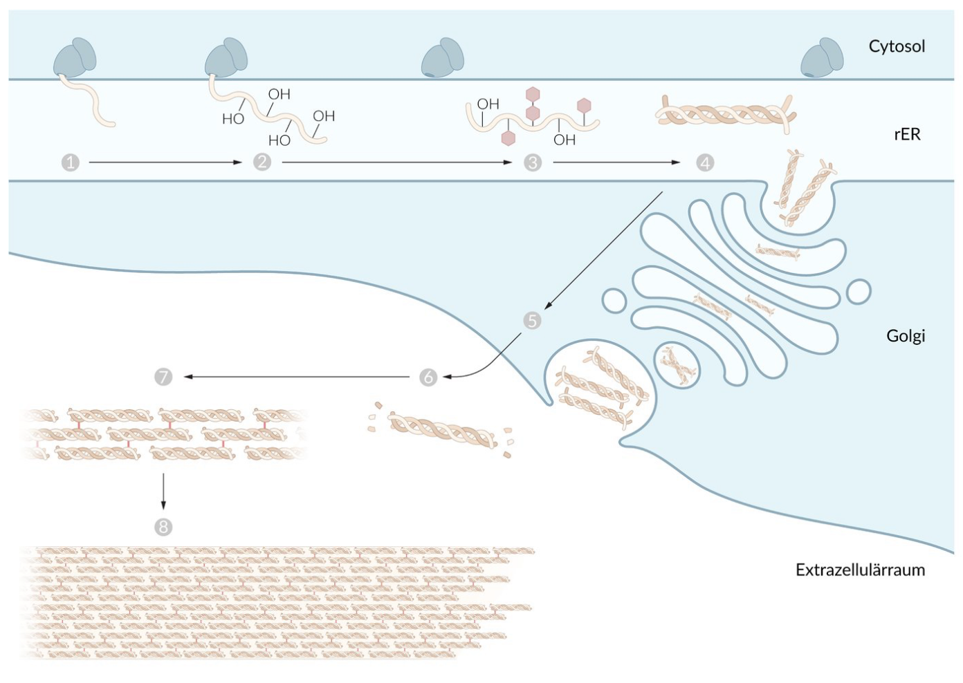 <p>D. After formation of the triple helices and before their assembly and cross-linking into collagen fibrils</p>