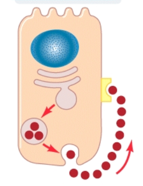 <p>Autocrine signaling</p>