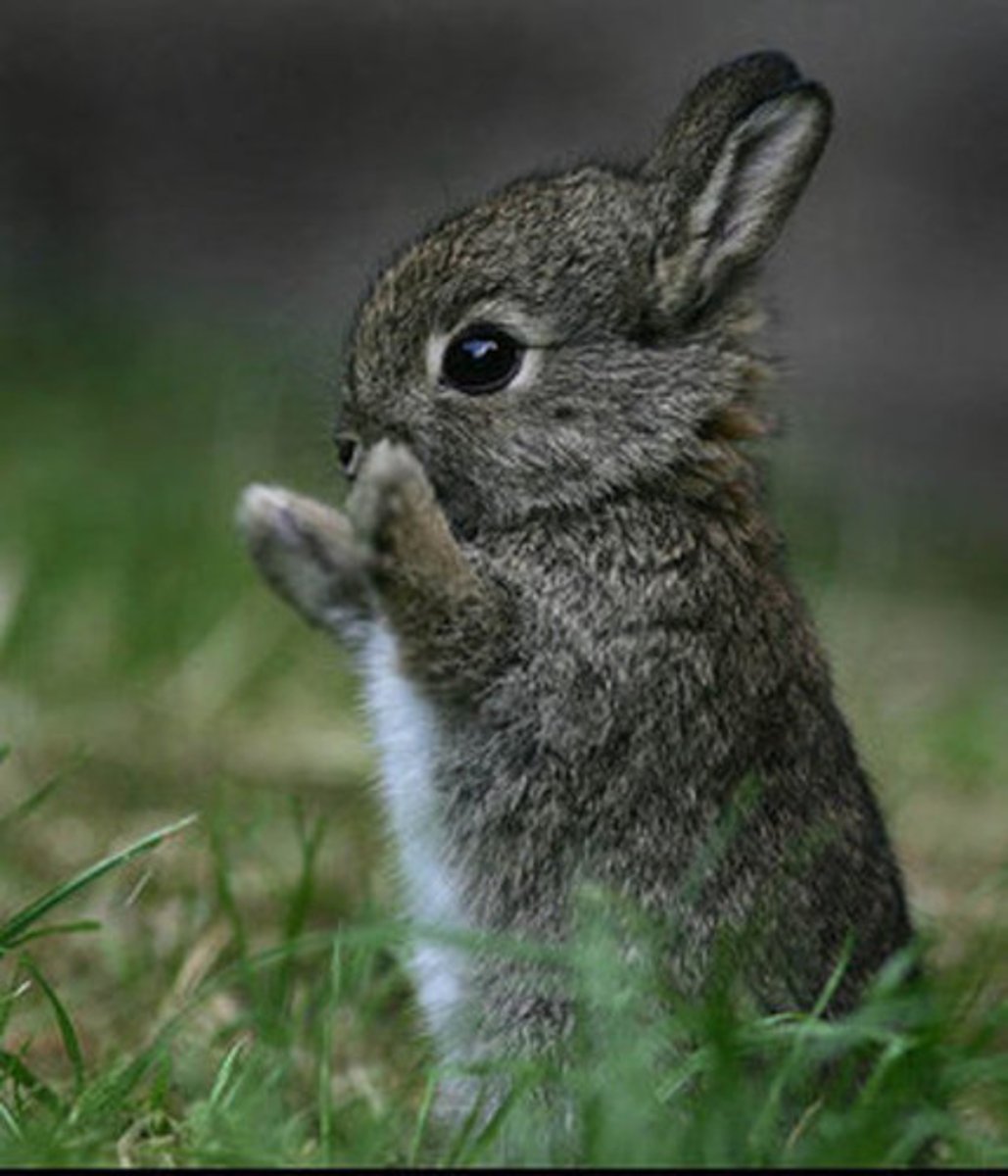 <p>Animal hunted or caught for food</p>