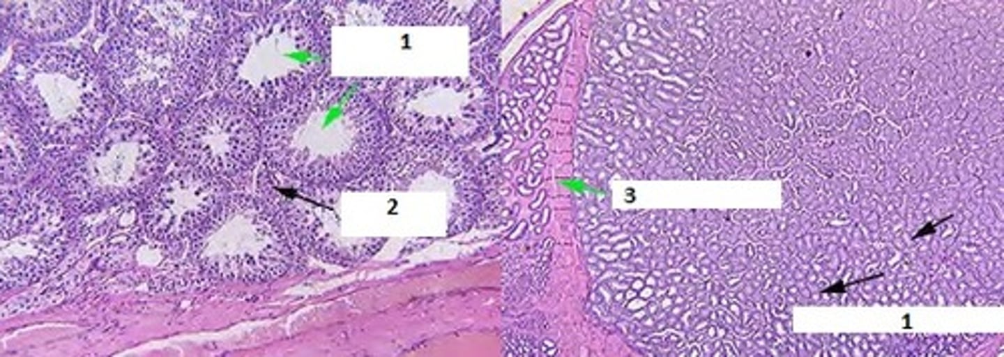 <p>Identify the #1-3, describe their characteristics &amp; functions</p>