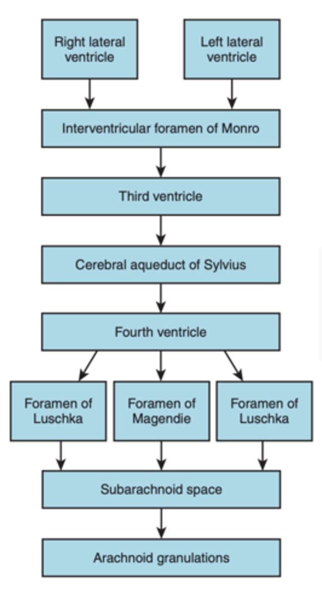 <p>circulates and eventually enters the arachnoid granulations</p>