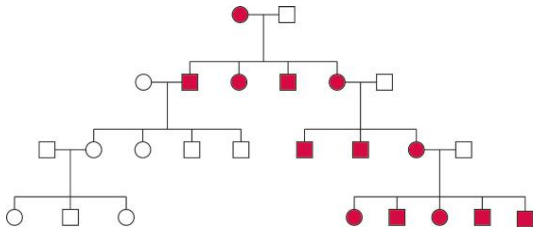 Pedigree of a human family showing inheritance of mtDNA. Females and males are denoted by circles and squares, respectively. Red symbols indicate individuals who inherited the same mtDNA.
