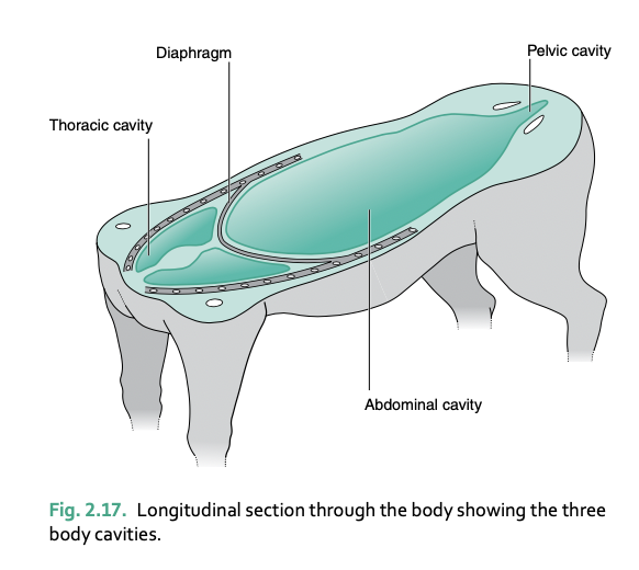 <p>3 body cavities</p>