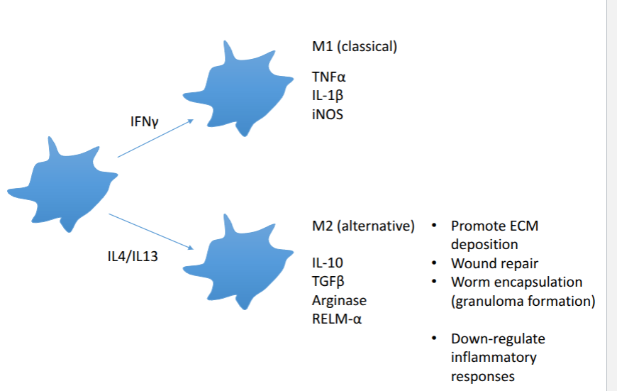 <p>M2 macrophages = maintanence and repair</p><ul><li><p>minimises damage where possible</p></li><li><p>traps and expels parasite</p></li><li><p>less about killing more about making a hostile environment and protecting the host </p></li></ul><p></p>