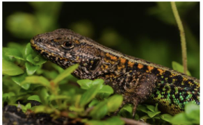 <p>Give me the scientific name of this species.</p>