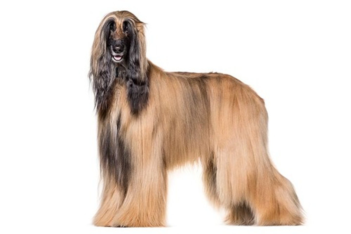 <p>Independent, Sweet, Silly</p><p>AKC Breed Popularity: Ranks 113 of 194</p><p>Height: 25-27 inches</p><p>Weight: 50-60 pounds</p><p>Life Expectancy: 12-18 years</p><p>Group: Hound Group</p>