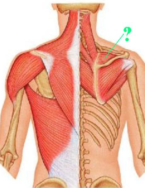 <p><span>Identify the indicated muscle.</span></p>