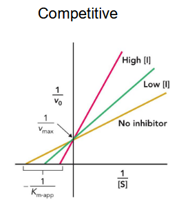 <p>competitive inhibitor</p>