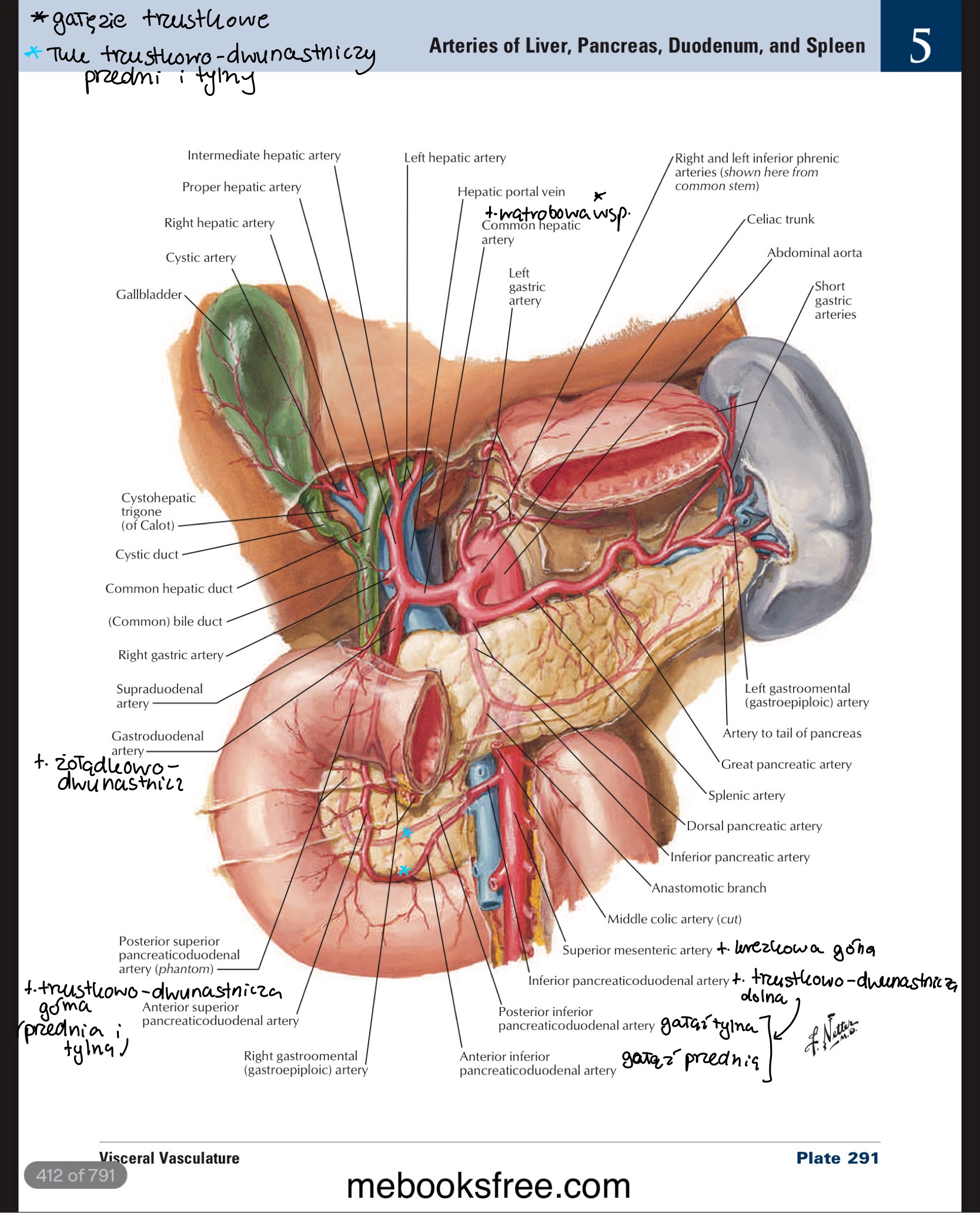 <ul><li><p>t. trzustkowo-dwunastnicza górna / superior pancreaticoduodenal a. (przednia i tylna) od t. żoładkowo-dwunastniczej </p></li><li><p>t. trzustkowo-dwunastnicza dolna (przednia i tylna) od t. krezkowej górnej </p></li><li><p>zespalają&nbsp;się</p></li></ul>